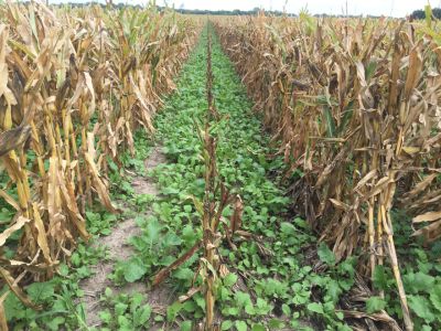 Cover Crops